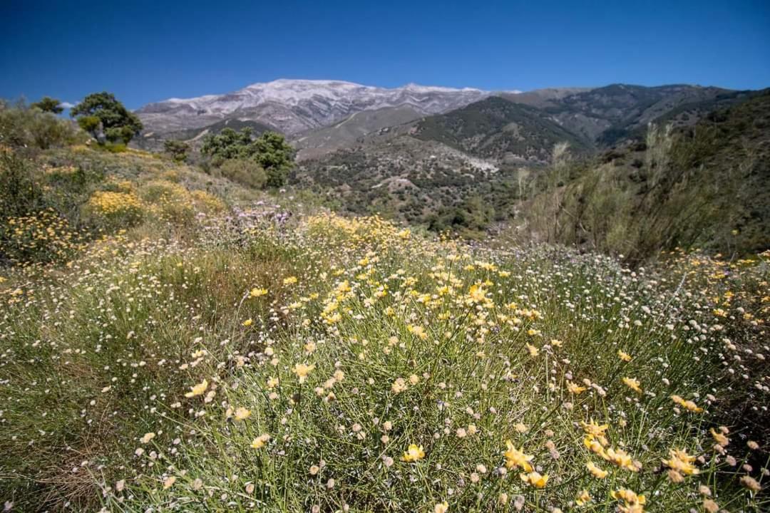 Finca El Almendro Árchez מראה חיצוני תמונה